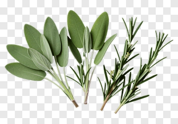 Fresh Sage And Rosemary Herbs PNG