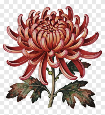Red Chrysanthemum Flower PNG