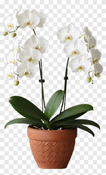 Orchid Plant In A Terracotta Pot PNG