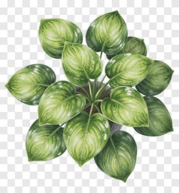 Green Leafy Plant PNG