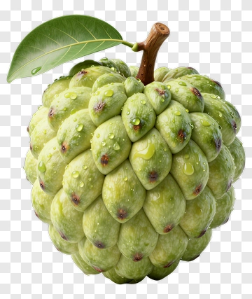 Fresh Cherimoya Fruit With Leaf PNG