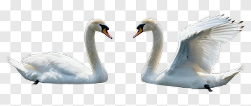 Pair Of White Swans PNG