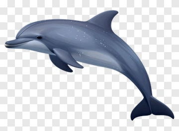 Cartoon Dolphin Swimming PNG