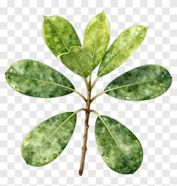 Green Leafy Branch PNG
