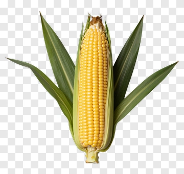 Fresh Corn On The Cob PNG