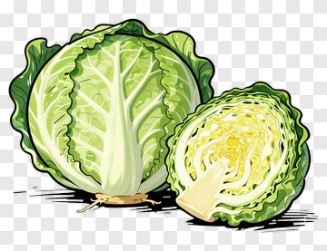 Fresh Cabbage Halved PNG