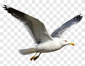 Seagull Flying PNG