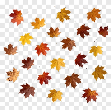 Colorful Autumn Maple Leaves PNG