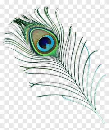Colorful Peacock Feather PNG