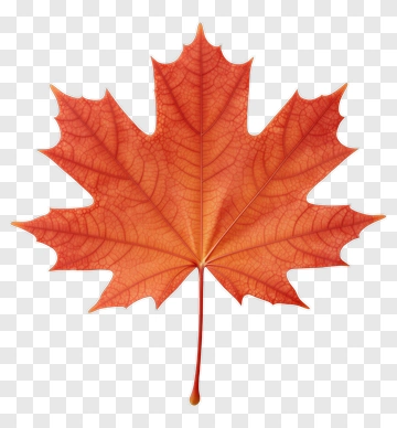 Autumn Maple Leaf PNG