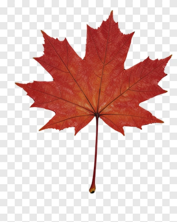 Red Maple Leaf PNG