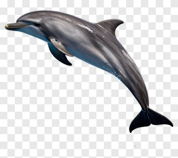 Dolphin Swimming In The Ocean PNG