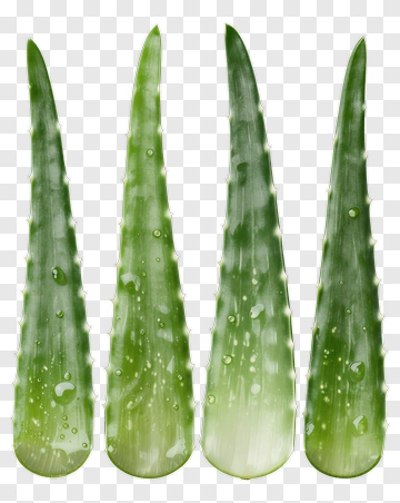 Aloe Vera Leaves With Water Droplets PNG