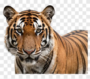 Tiger Portrait PNG