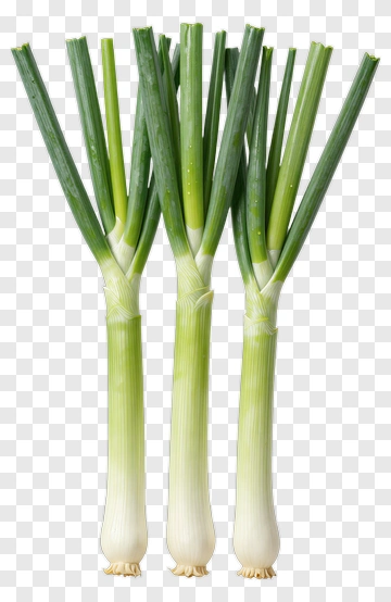 Fresh Green Onions PNG