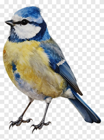 Blue Tit Bird PNG