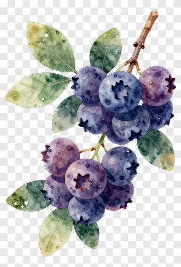 Watercolor Blueberries On A Branch PNG