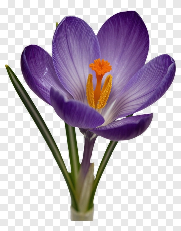 Purple Crocus Flower PNG