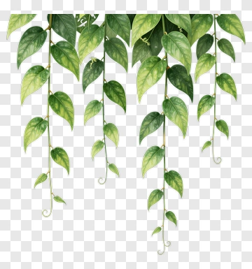 Hanging Green Leaves PNG