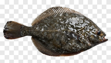 Flounder Fish PNG