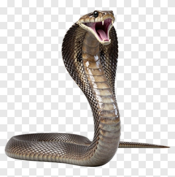 Realistic Cobra Snake With Open Mouth PNG