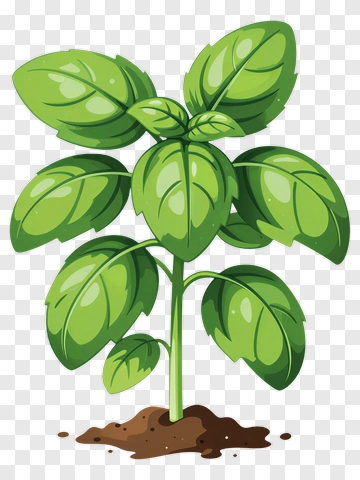 Green Basil Plant PNG