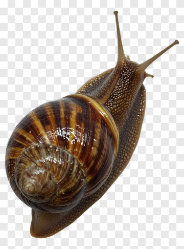 Brown Snail PNG