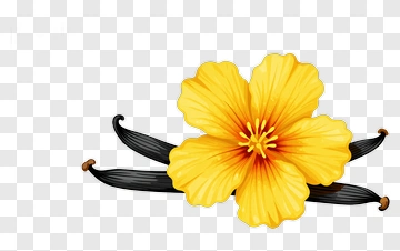 Yellow Flower With Black Stems PNG