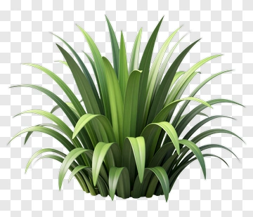 Green Grass Plant PNG
