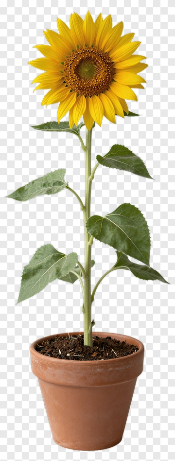 Sunflower In A Pot PNG