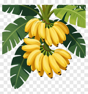Bunch Of Yellow Bananas On A Green Leafy Background PNG