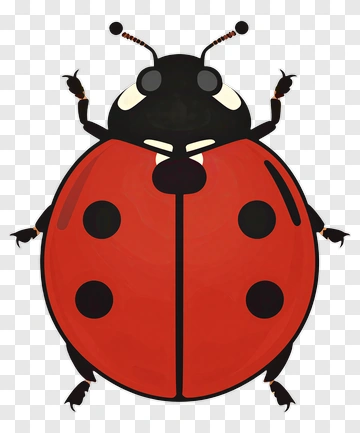Cartoon Ladybug With Black And Red Colors PNG