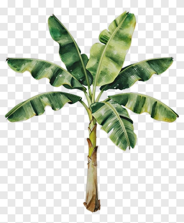 Banana Tree With Green Leaves PNG