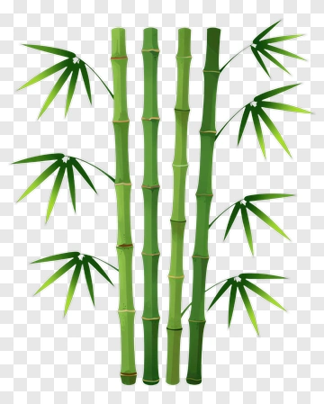 Bamboo Plant PNG