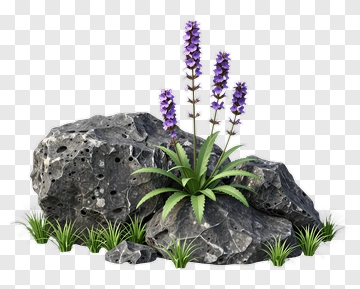 Purple Flowers Growing Among Rocks PNG