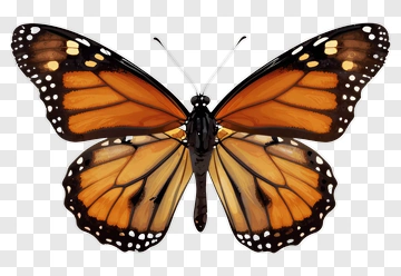 Monarch Butterfly PNG