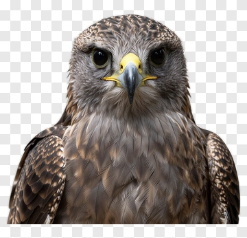 Detailed Portrait Of A Hawk PNG