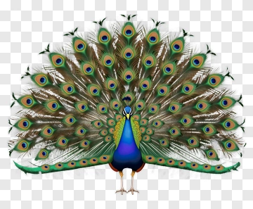Colorful Peacock Displaying Its Feathers PNG