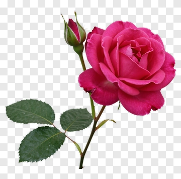 Pink Rose With Bud PNG