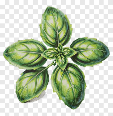 Green Basil Leaves PNG