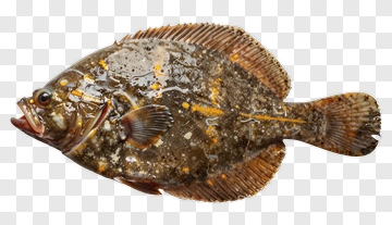 Flounder Fish PNG