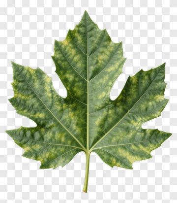 Green Maple Leaf PNG