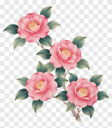 Pink Camellia Flowers PNG