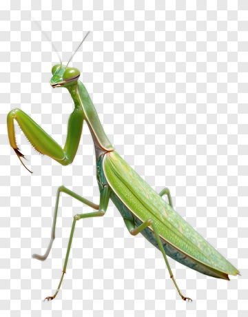 Green Praying Mantis PNG
