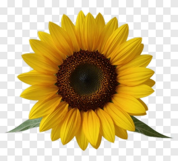 Sunflower PNG
