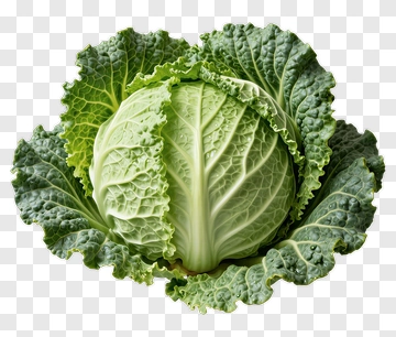 Fresh Green Cabbage PNG