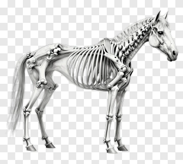 Horse Skeleton Anatomy Illustration PNG