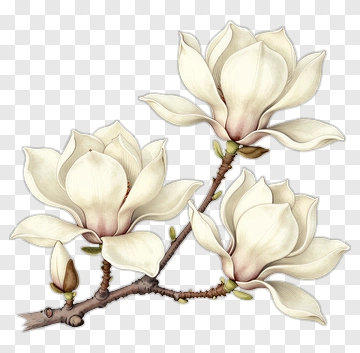 White Magnolia Flower Branch PNG