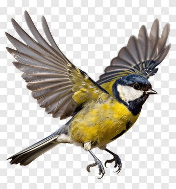 Blue Tit Bird In Flight PNG