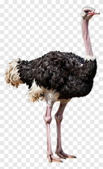 Ostrich Standing On Two Legs PNG